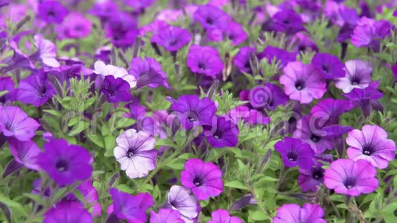 紫色和紫罗兰花瓣绽放花园视频的预览图