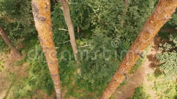 夏季阳光明媚的一天一片松叶林的空中拍摄视频的预览图