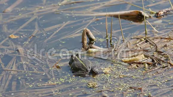 一只青蛙坐在水里呱呱叫视频的预览图