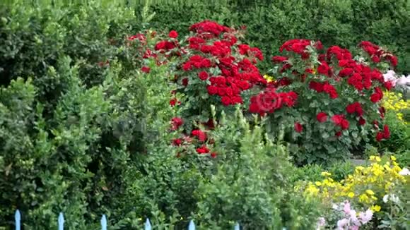 多花红玫瑰花多花园丁用绿色手套视频的预览图
