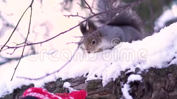 冬天一只灰色的松鼠小心翼翼地把坚果从人类的手中拿出来放在雪树枝上松鼠坐在视频的预览图