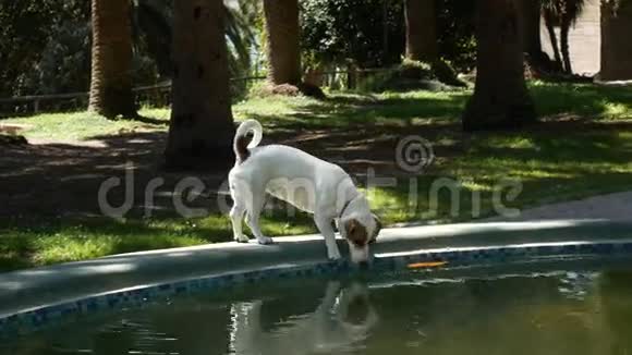 狗从喷泉里喝水城市公园的喷泉视频的预览图