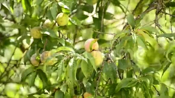 有果实的桃树视频的预览图