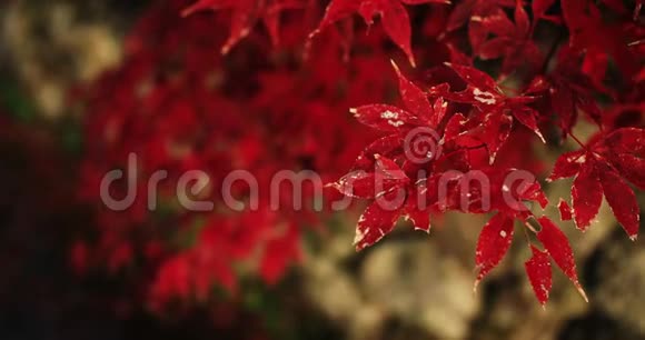 京都佐井区恩口寺传统公园的红叶近距离拍摄视频的预览图
