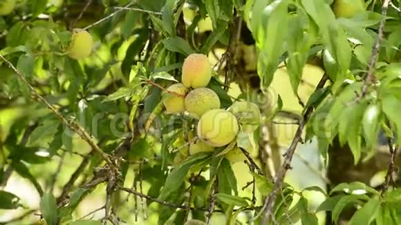 有果实的桃树视频的预览图