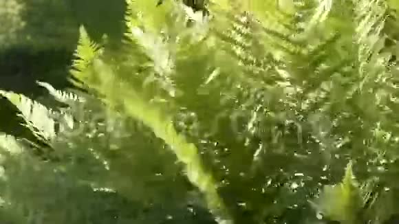新鲜的绿色蕨类植物视频的预览图