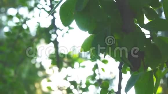 树叶和树木的运动和阳光拍摄自然片段剪辑视频的预览图
