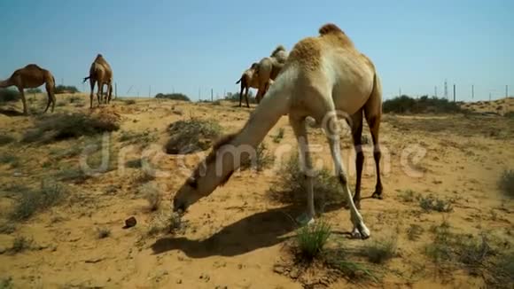 一群吃草的骆驼担心一个陌生人的靠近阿联酋沙漠公路附近的一个地方视频的预览图
