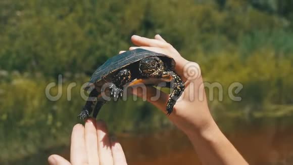 小河龟在女性手中的河流背景慢动作视频的预览图
