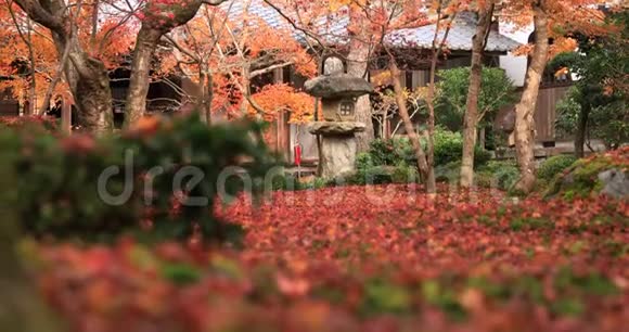 京都佐井区恩口寺传统公园的红叶近距离拍摄视频的预览图