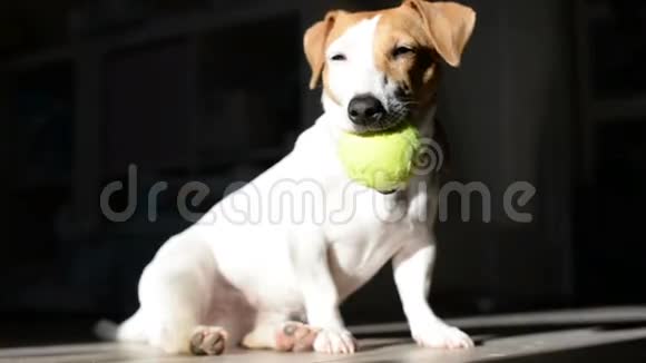 狗玩网球视频的预览图