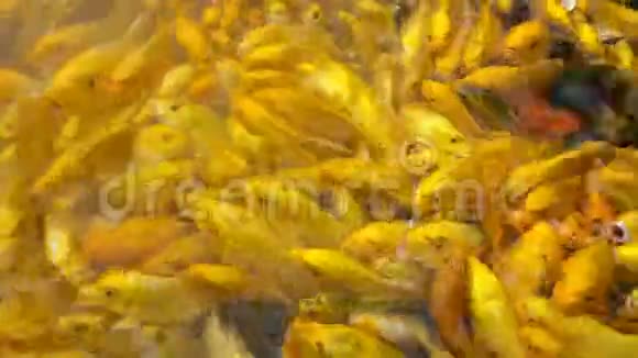 成群结队的金鲤鱼在池塘里寻找食物视频的预览图