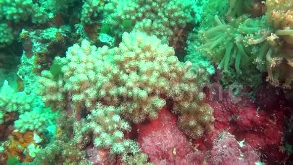 马尔代夫海底干净的清澈海底上的海葵和柔软的绿色珊瑚视频的预览图