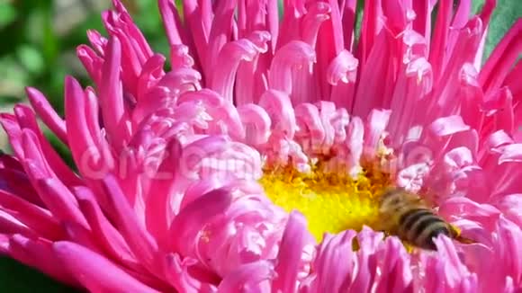 粉红的米迦勒玛戴西或阿斯特蜜蜂视频的预览图