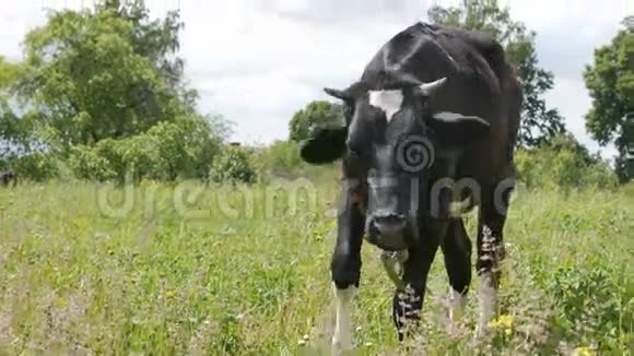黑白牛公牛在绿野里放牧视频的预览图