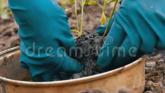 装有甜椒幼芽的容器准备移栽到地面女性的手选择年轻的植物视频的预览图