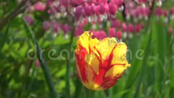 美丽的郁金香花背景视频的预览图