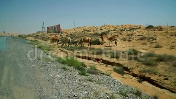 一群吃草的骆驼担心一个陌生人的靠近阿联酋沙漠公路附近的一个地方视频的预览图