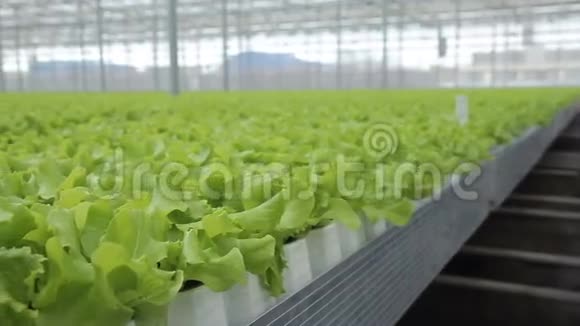 绿色沙拉生长在温室里的室内水培视频的预览图