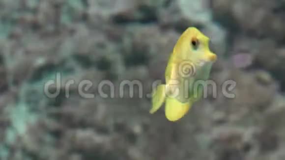 黄鱼在水里游泳视频的预览图