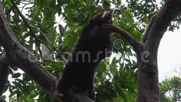 睡在树上的太阳熊马来西亚神视频的预览图