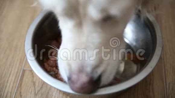 家养动物的适当营养狗吃有食欲的天然食物视频的预览图