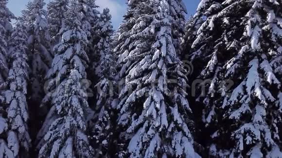 松树被雪覆盖了从上面看空中景观视频的预览图