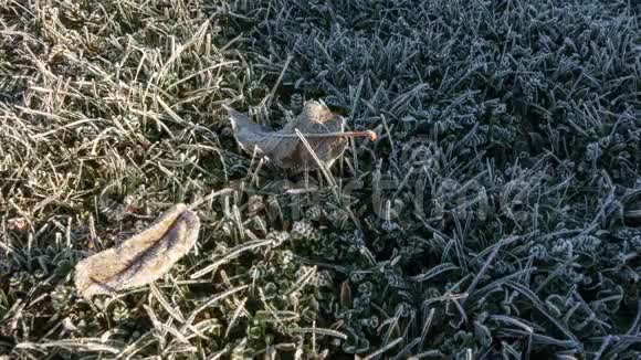 冰冻的叶子和草用阳光除冰视频的预览图