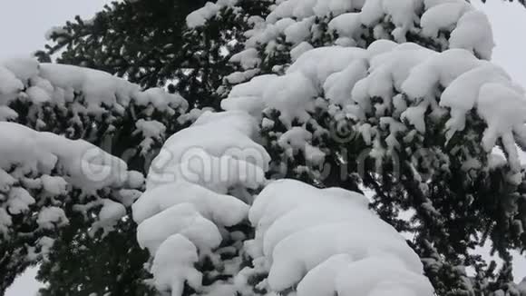 冬天的树被雪覆盖着树枝覆盖着雪视频的预览图