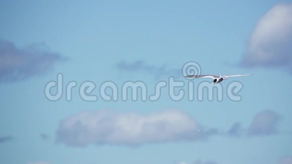 普通的特恩斯特纳希伦多希伦多逆云飞行慢动作视频的预览图