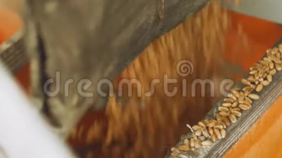 纯小麦颗粒落入现代自动化磨坊视频的预览图