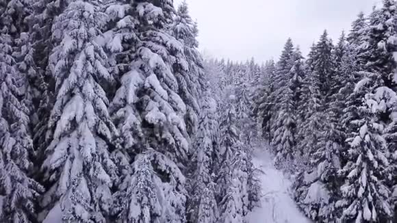 松树被雪覆盖了空中景观视频的预览图