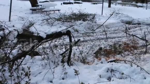 一场可怕的飓风过后在雪地里倒下的碎树视频的预览图