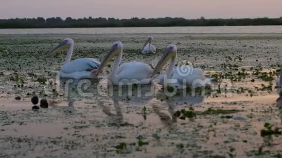 多瑙河三角洲黎明时分的大白视频的预览图