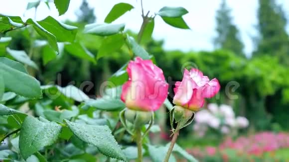 粉红玫瑰框头两朵小玫瑰框尾一朵大玫瑰视频的预览图