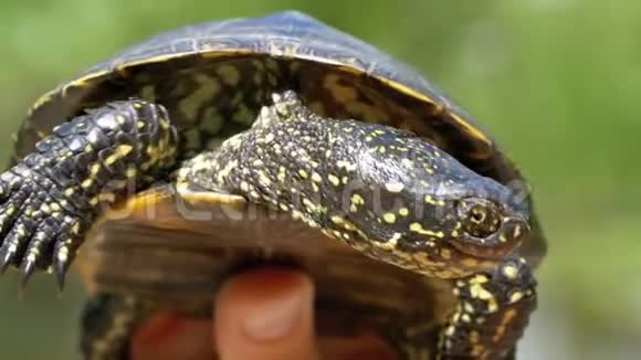 小河龟在女性手中的河流背景慢动作视频的预览图
