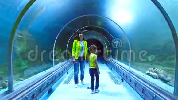 埃及胡尔加达水族馆水下隧道一个迷人的水下世界和现代技术视频的预览图