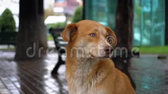 无家可归的红狗正坐在雨中的城市街道上背景是过往的汽车和人们视频的预览图