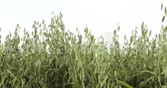燕麦金广泛种植的谷物细枝末节牲畜饲料健康饮食食品视频的预览图