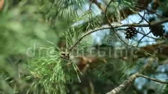 松树枝和松果视频的预览图
