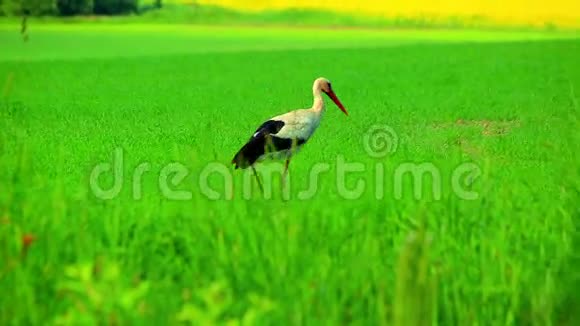 鸟鹳走绿野在草地上寻找食物的鹳视频的预览图