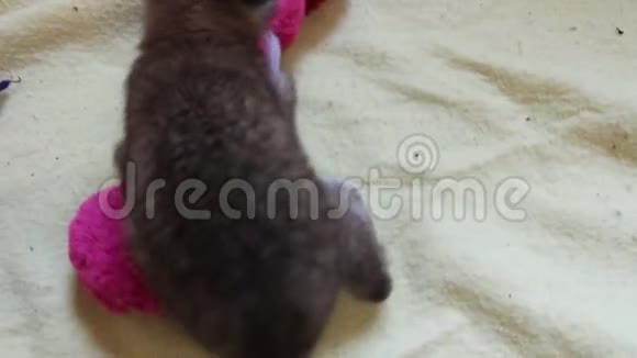 欧亚小猫在玩玩具视频的预览图