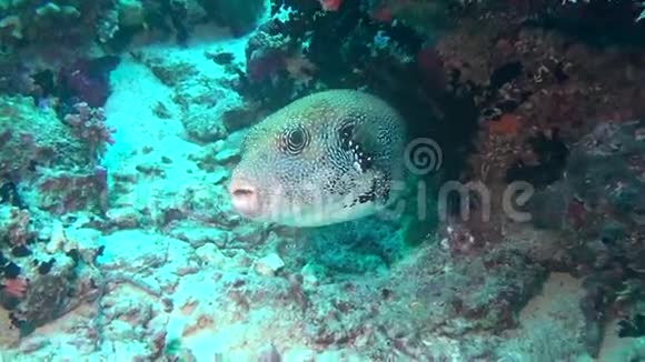 马尔代夫海底清澈海底背景下的河豚盒视频的预览图