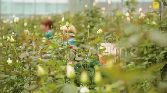 荷兰玫瑰的种植和护理视频的预览图