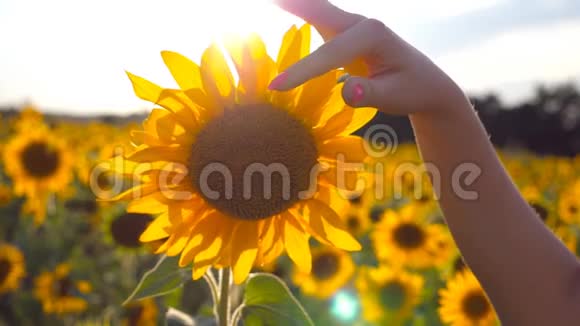 晴天女孩的手臂在草地上抚摸着黄花雌手抚摸美丽的向日葵视频的预览图