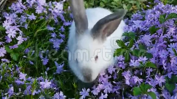 白兔和丁香花视频的预览图