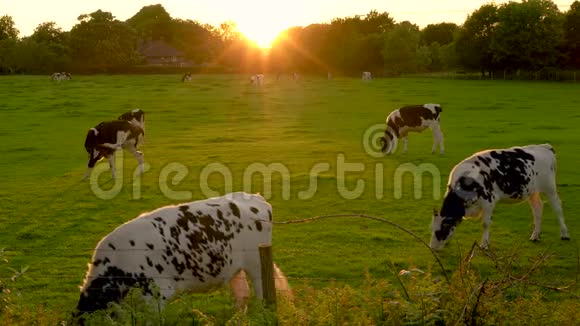 在日落或日出的时候在农场里吃草的弗里斯的牛群视频的预览图