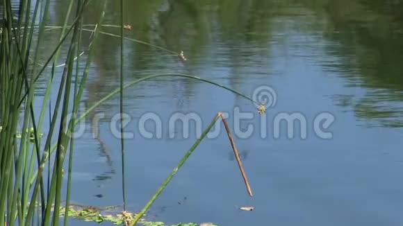 蜻蜓池塘边绿芦苇视频的预览图