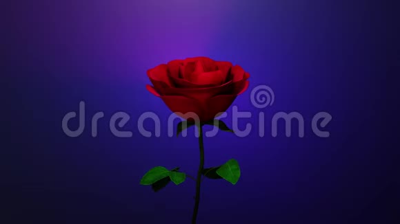 一朵红玫瑰和地球视频的预览图