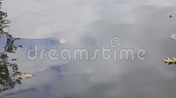 一棵橡树的秋叶慢慢地落在湖水中在湖水中天空被反射缓慢地运动着视频的预览图